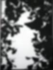 shadows