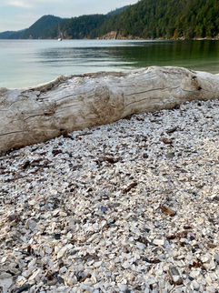 Shell Midden