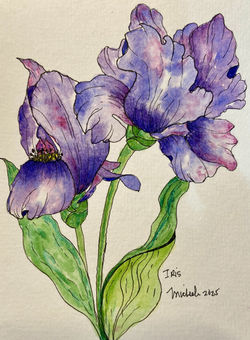 Iris (Watercolor)
