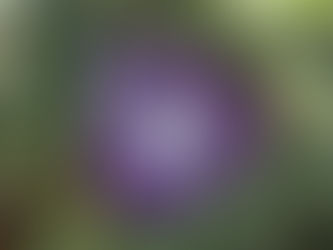 The Lowly Weevil – Second in a series of bug gloves