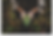 hand fern-2.png
