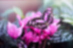 Pinker Schmetterling auf zarten Blüten