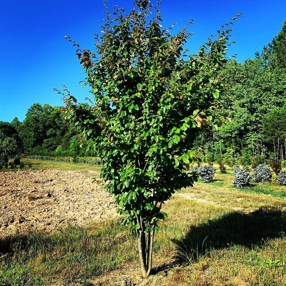 Elsware Tree Home | mysite-1