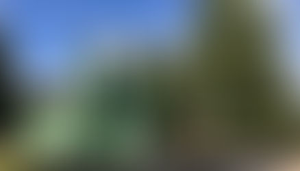 🌳 Ekspertyza dendrologiczna przy meczecie w Kruszynianach – ochrona dziedzictwa i przyrody
