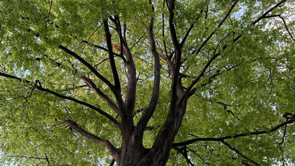 Zakładanie wiązań elastycznych typu GEFA - na drzewie z gatunku buk