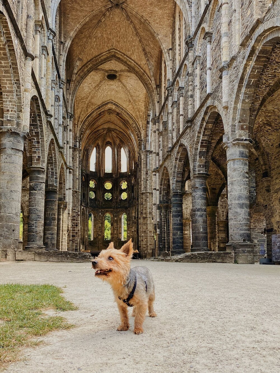 hond in de abdij van Villers-la-Ville