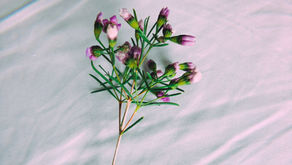 9 Weeks: Cancer Diary