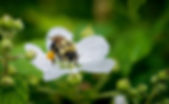 Bumble Bee_edited_edited.jpg