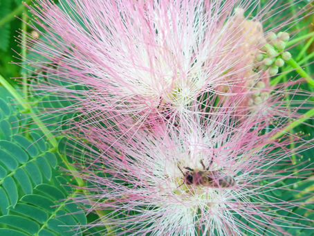 Albizia julibrissin