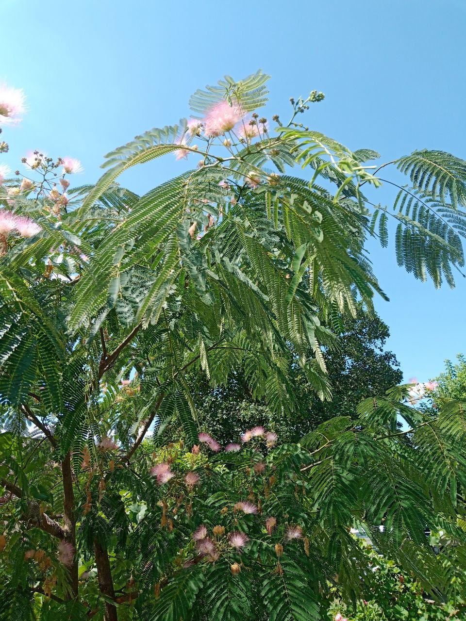 Nachlese "Albizia julibrissin" 
