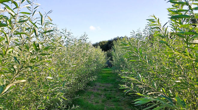 Willow Avenue Arbor Farm