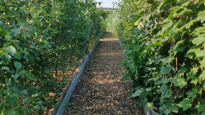Arbor Farm Nursery