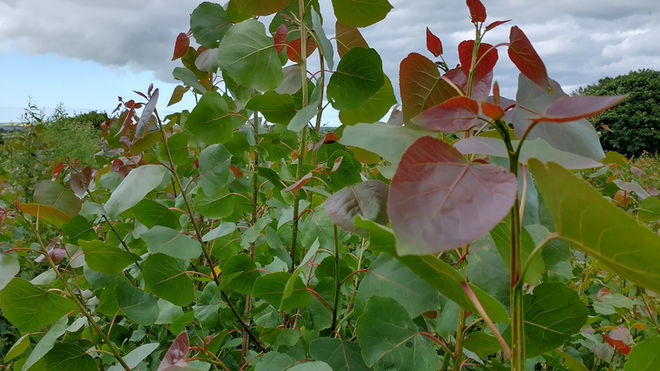 Poplar Tree Fodder