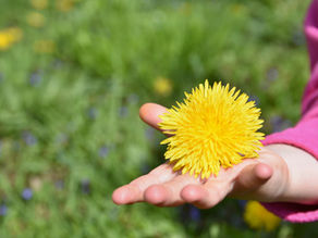 Spring’s Hidden Medicine: God’s Healing in the Weeds