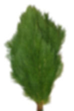 Arborvitae