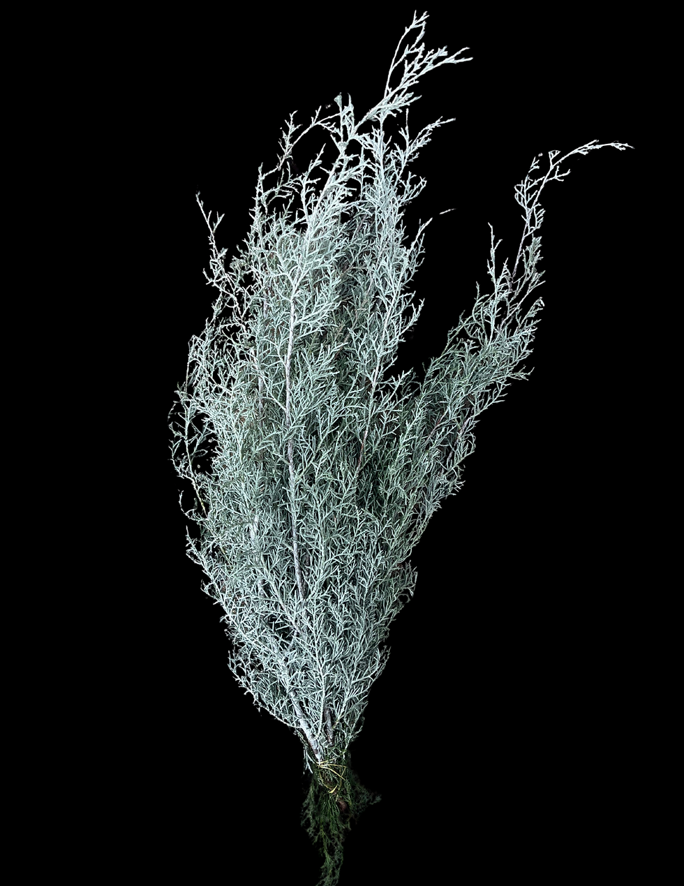 Frosted Carolina Sapphire