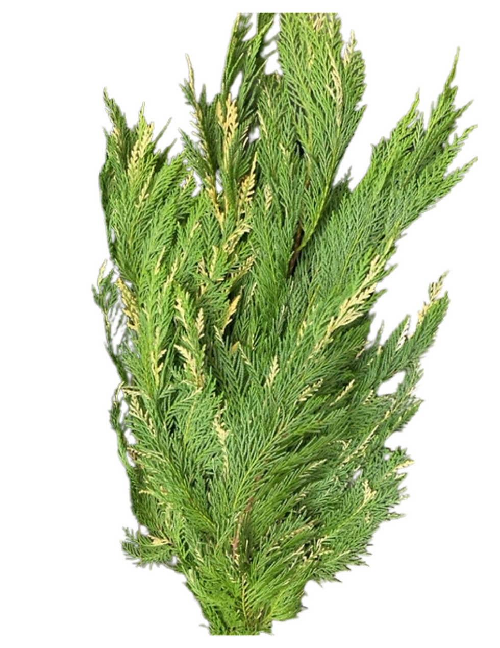 Leyland Flat Cedar Variegated