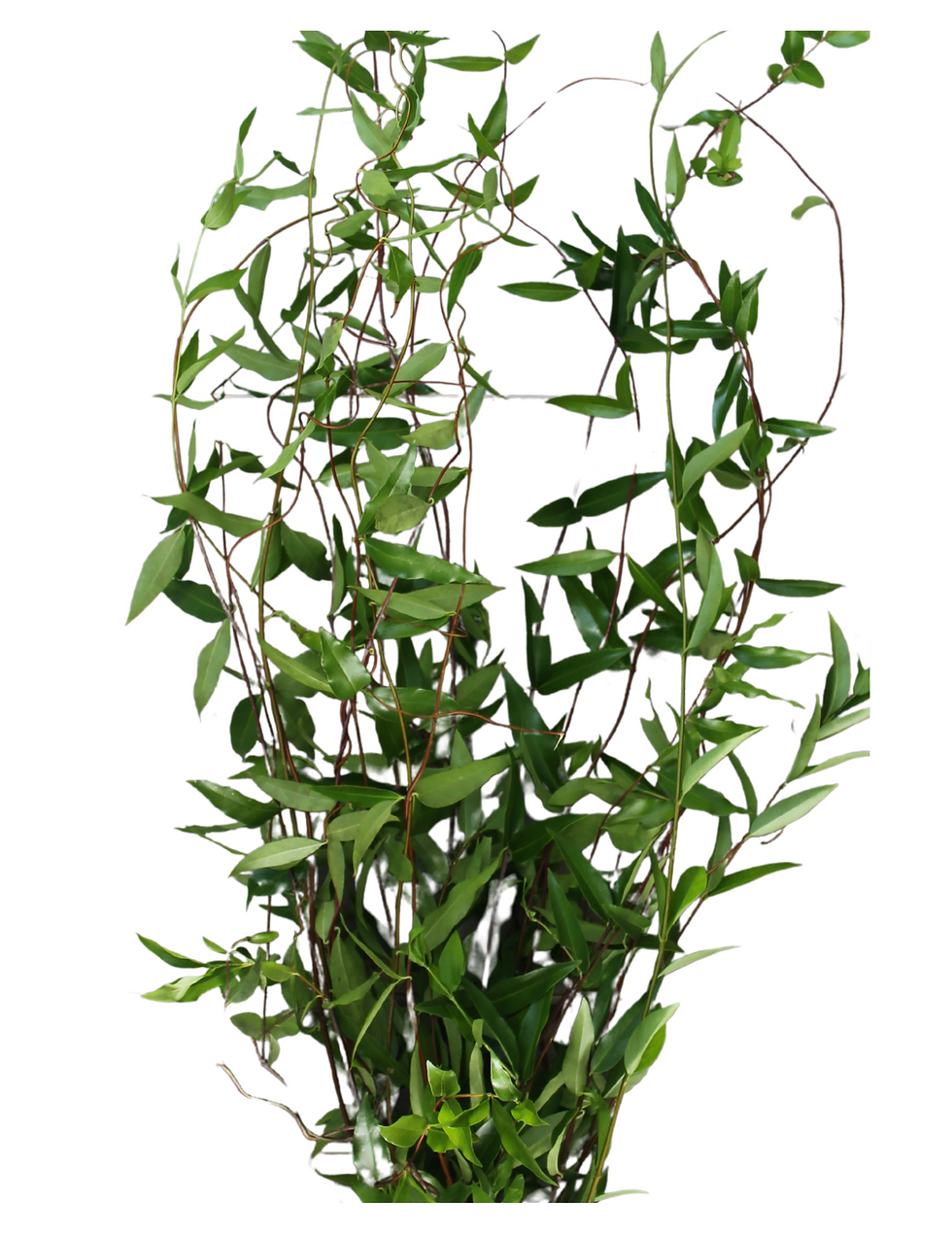 Carolina Jasmine