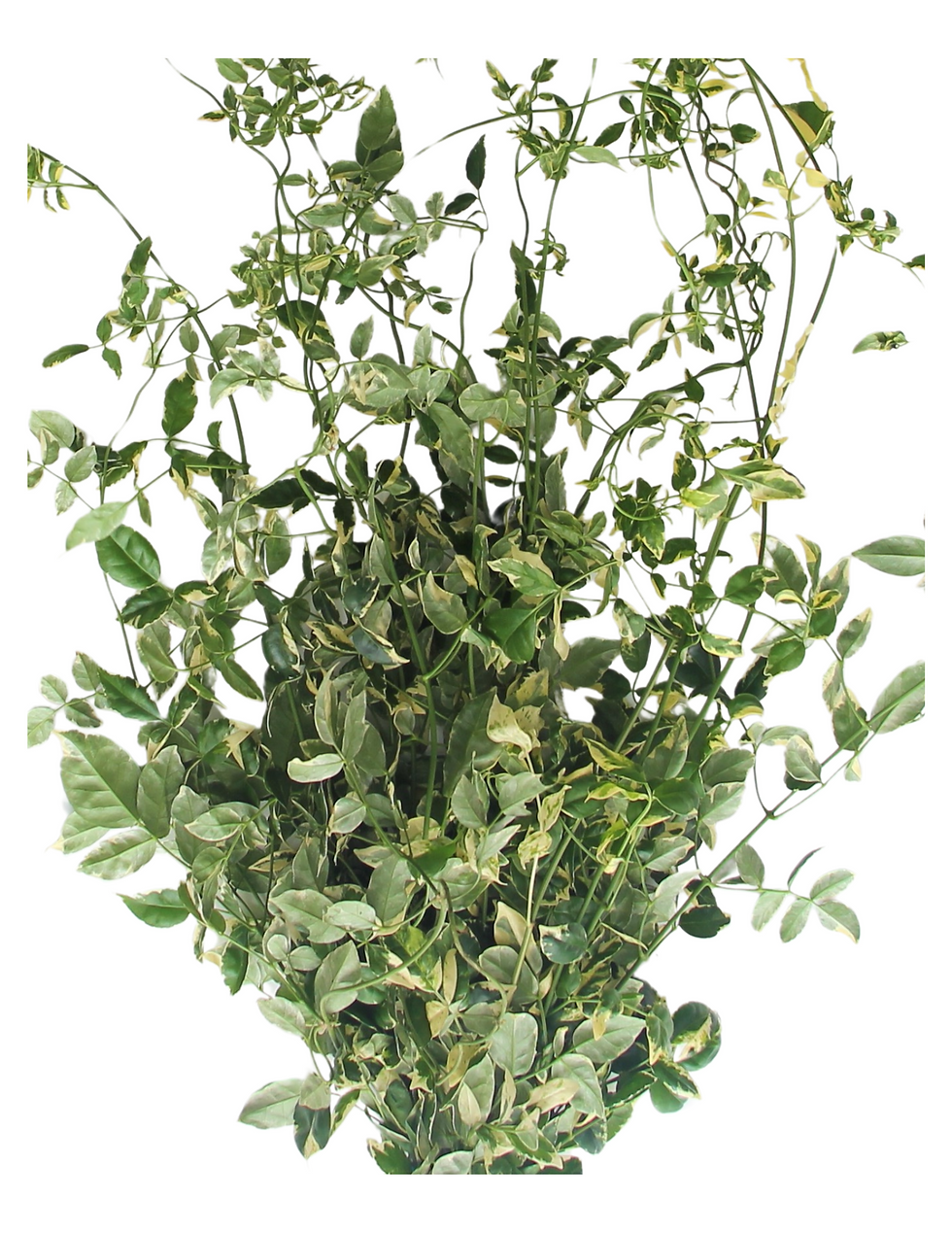 Pandora-Variegated