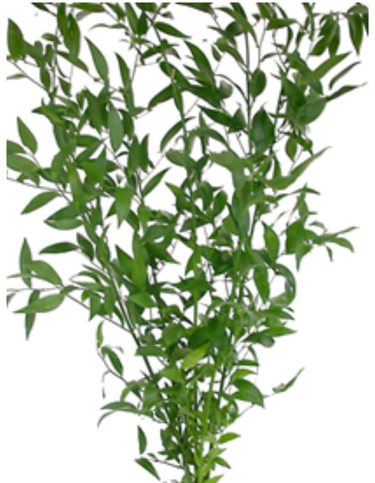 Ruscus Italian 150G