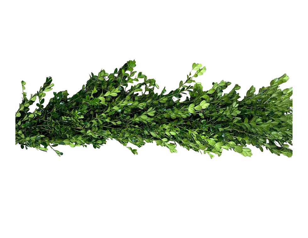Original Boxwood Collection