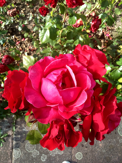 DSC_0304_edited