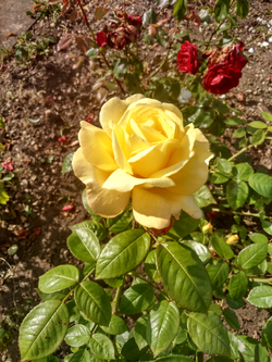 DSC_0303_edited