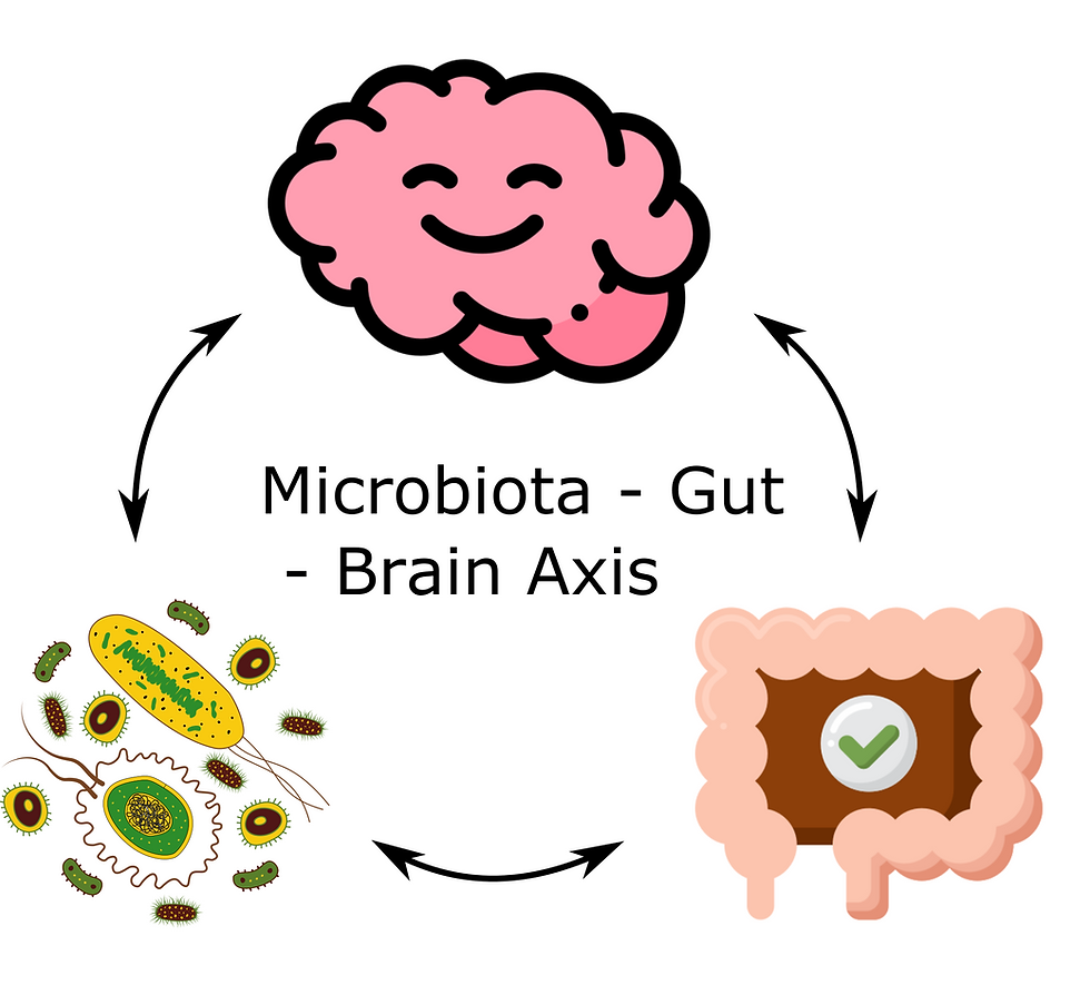 The gut microbiome and its effect on mental health