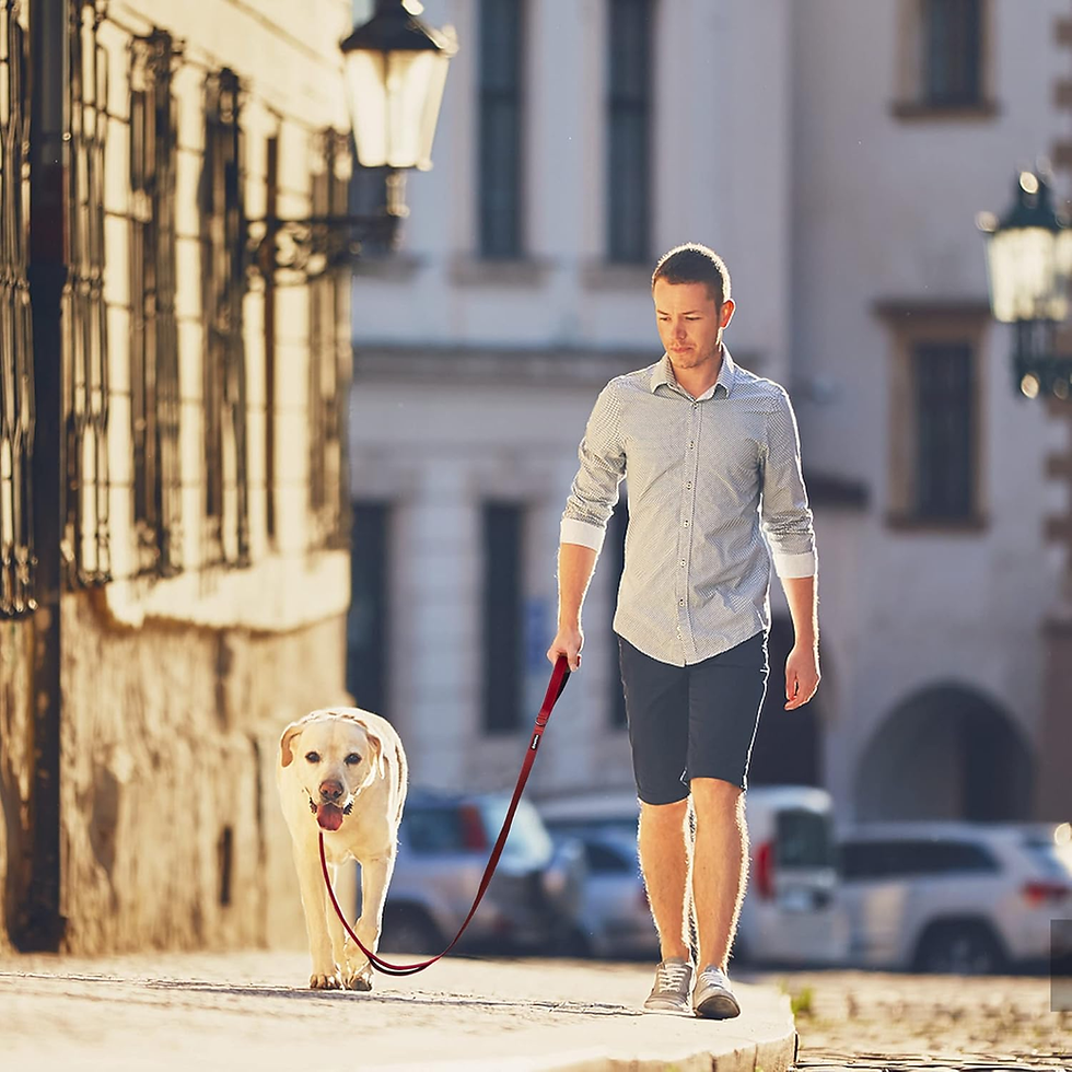 Thumbnail: 4FT Heavy Duty Dog Leash with Soft Padded Double Handle, Durable Strong Clasp Do