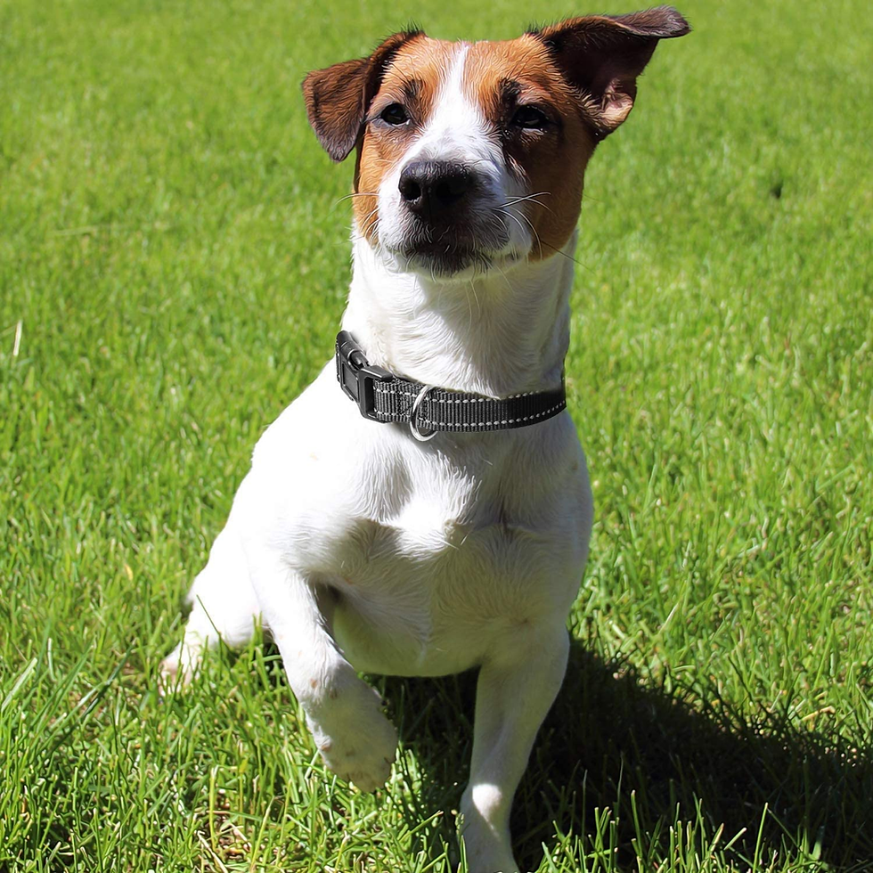 Thumbnail: Reflective Dog Collar with Buckle Adjustable Safety Nylon Collars for Small Medi