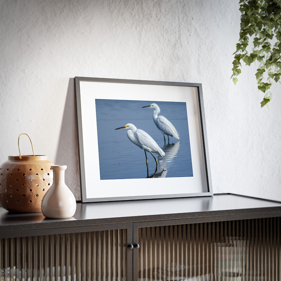 Thumbnail: Pair of Snowy Egrets