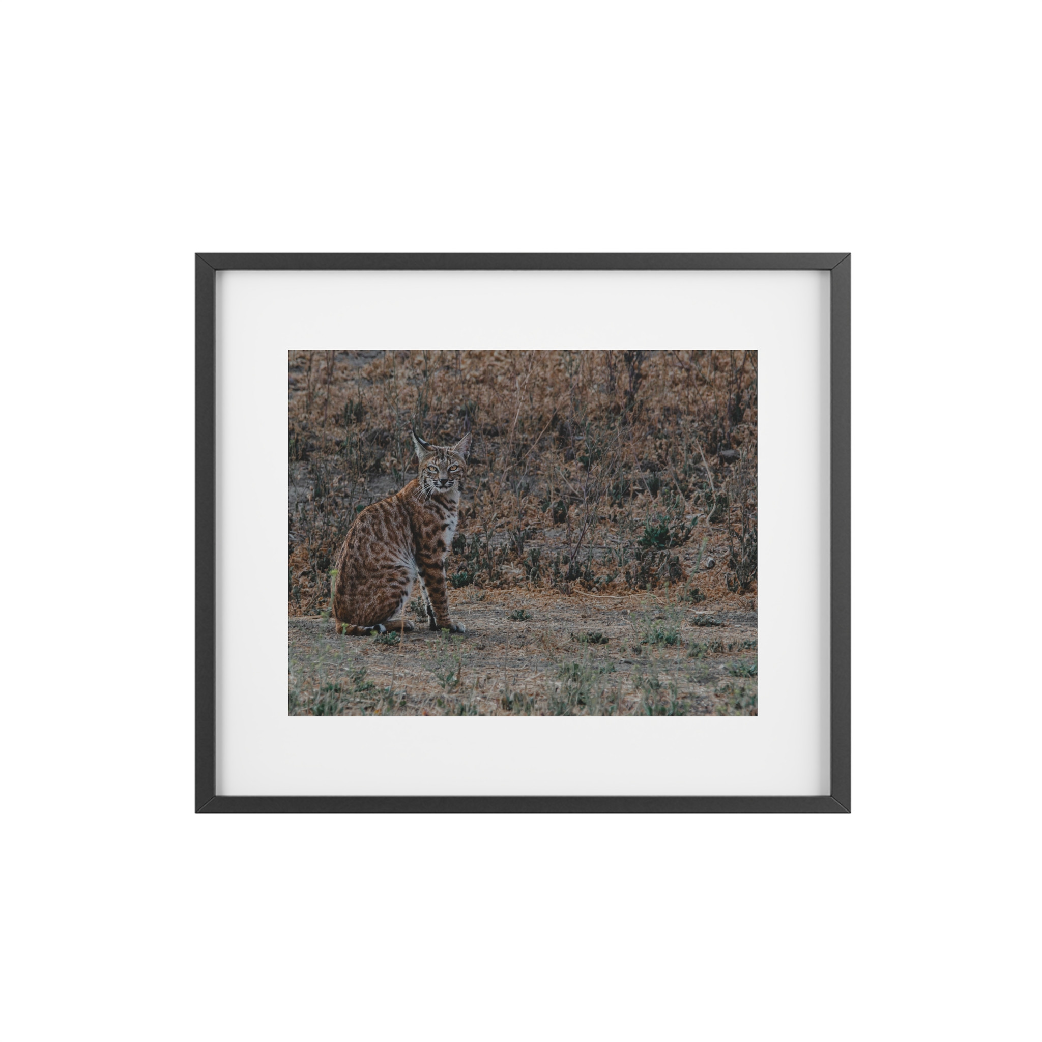Stunning Bobcat