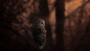 Letting Go and Having Faith