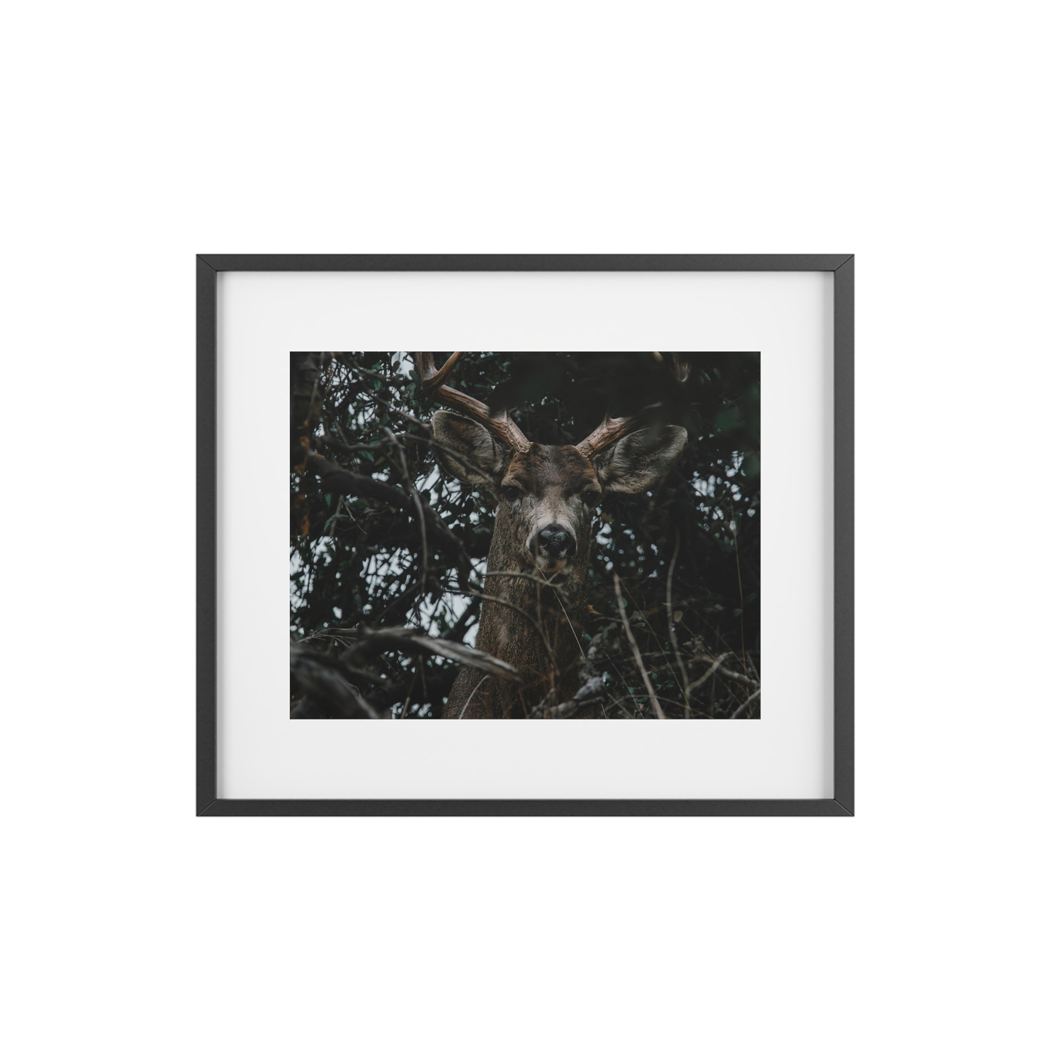 Mule Deer Watching