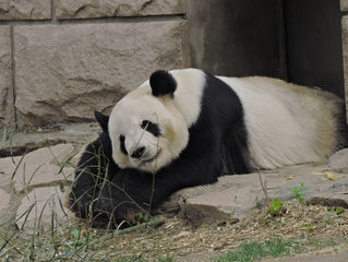 やっぱりパンダはクマだ