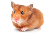 Adorable Brown Hamster