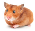 Hamster Arcadia Vet Winston-Salem
