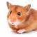 Hamster