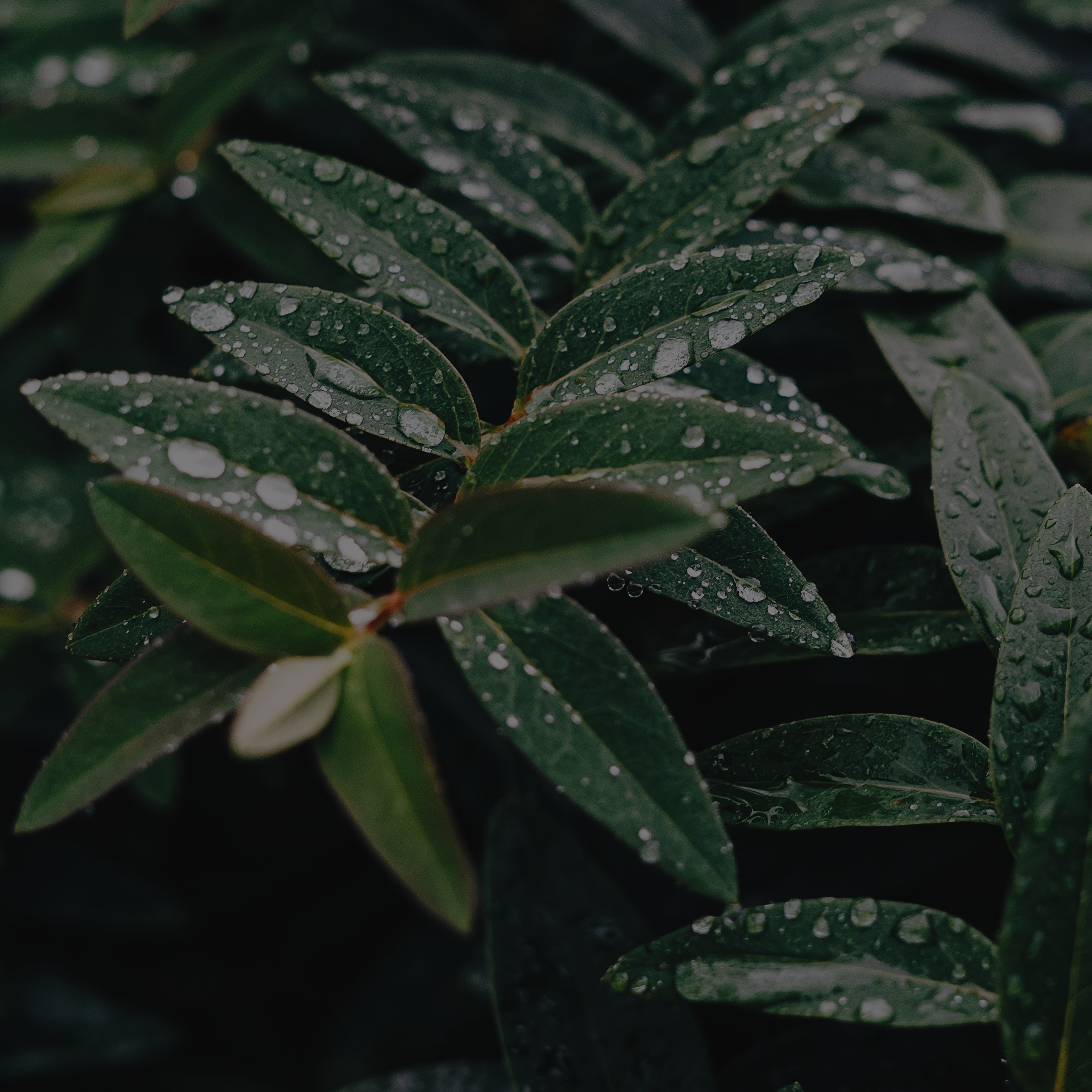 Wet Leaves