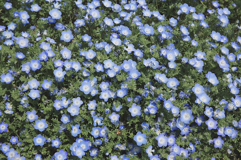 Blue Wildflowers Blooming_edited.jpg