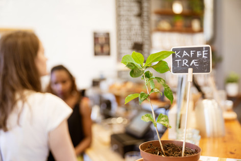impact-roasters-photo-signfind_J7A6676.j