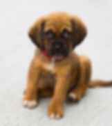 Puppy