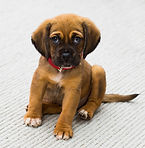 puppy needs training
