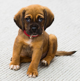 Happy puppy ready for training