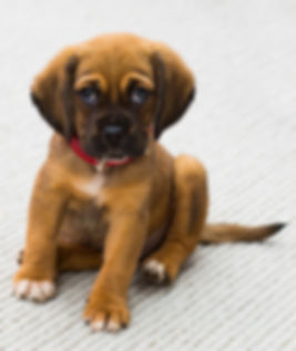 Puppy Grooming at The Pup Shack