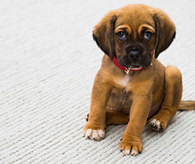 Puppy Portrait