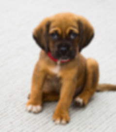 puppy training Clevedon