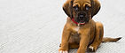 dog, pup, puppy, help, training