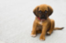 filhote de cachorro Retrato
