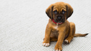 New Puppy Shopping Checklist From Pet Waggin' Pet Care